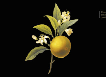 Citrus reticulata – mandarino