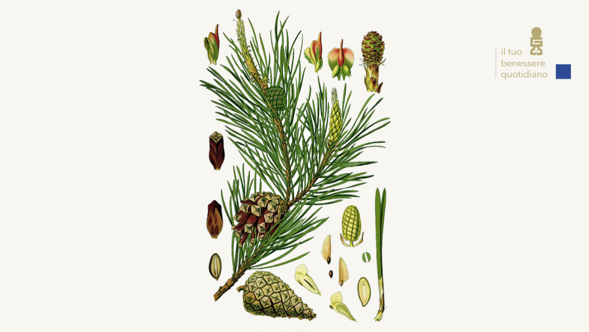 Pinus montana